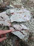 Typical qtz-carbonate-fuchsite alteration, Launi East Project